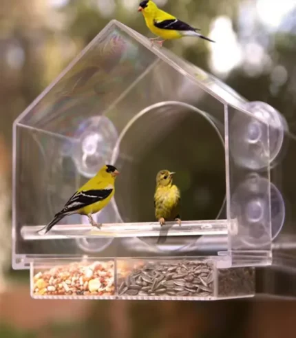 Acrylic clear seed feeder with suction cup mount for windows