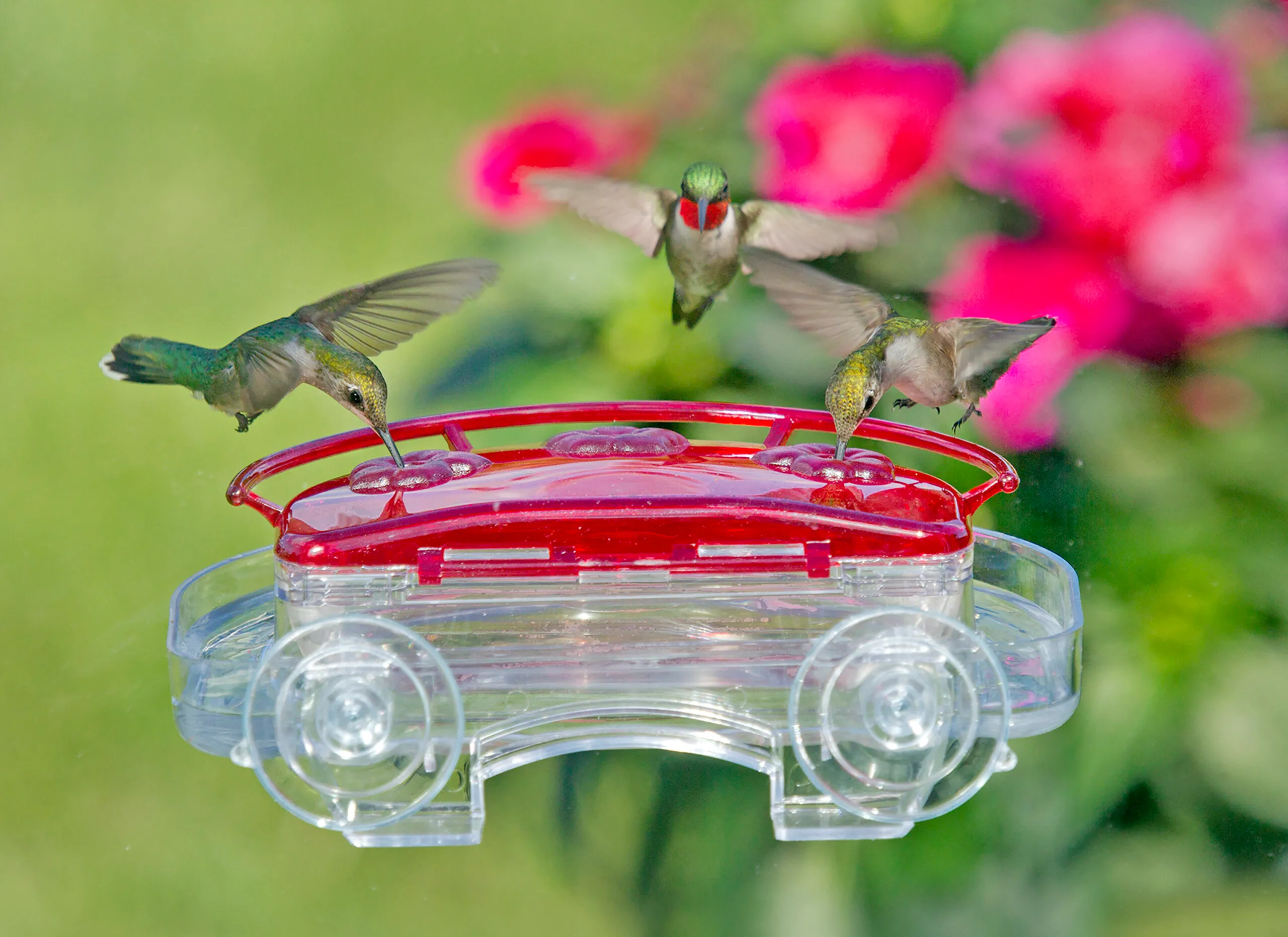 Jewel Box – Window Hummingbird Feeder - Aspects